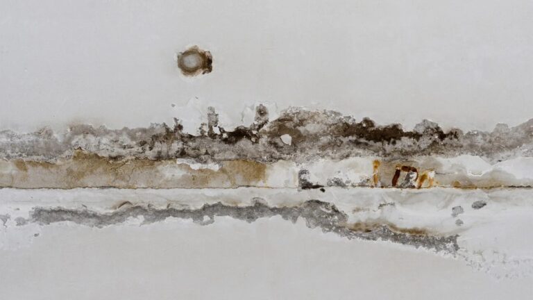 How Mold Exposure Can Impact Your Immune System