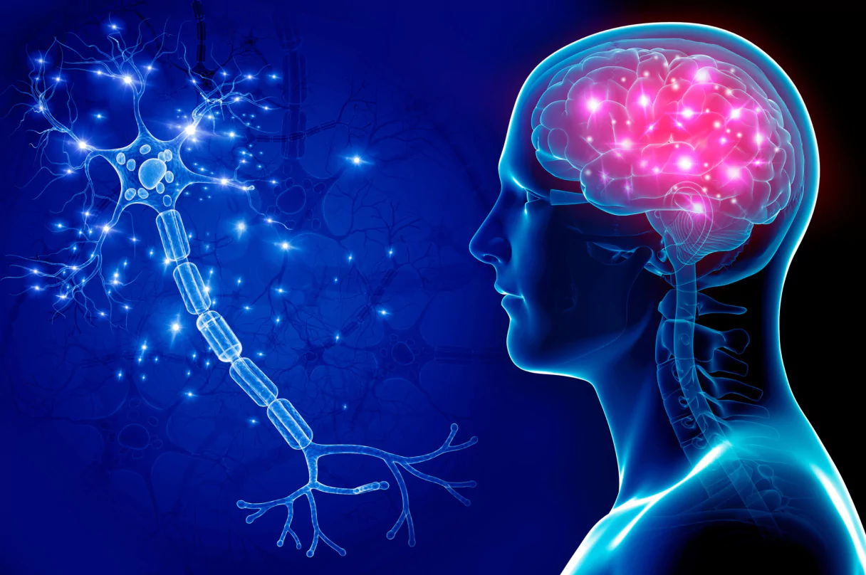 Alcohol Use and the Nervous System